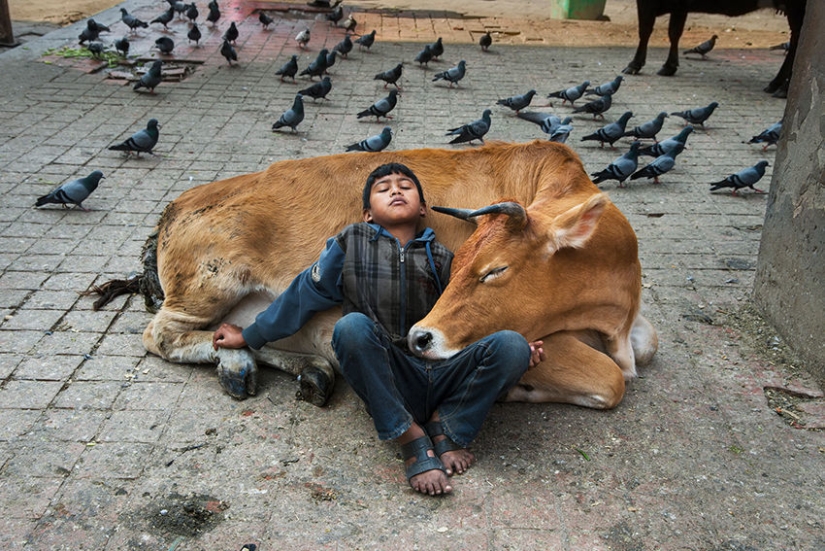 Tú y yo somos de la misma sangre: 35 increíbles fotografías de personas y animales de Steve McCurry