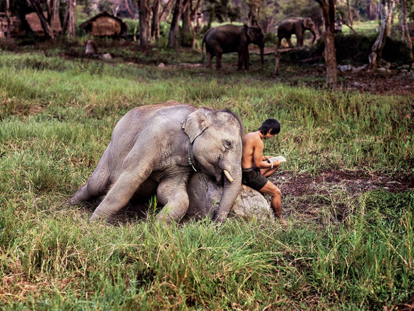 Tú y yo somos de la misma sangre: 35 increíbles fotografías de personas y animales de Steve McCurry