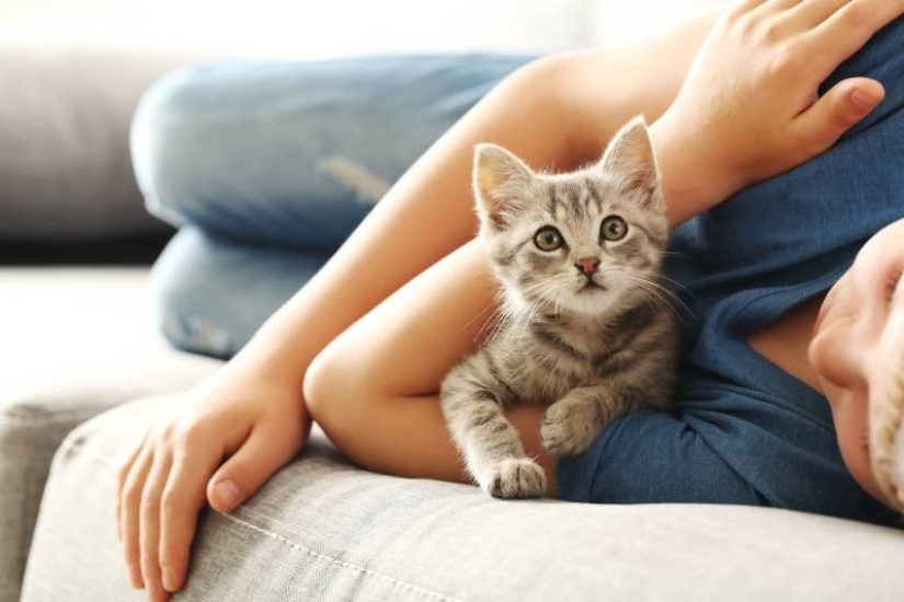 Tail pipe - you are my enemy! 6 signs that the cat quietly hates you