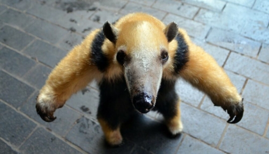 Tamandua divertida — una tormenta de hormigas y un problema para los depredadores