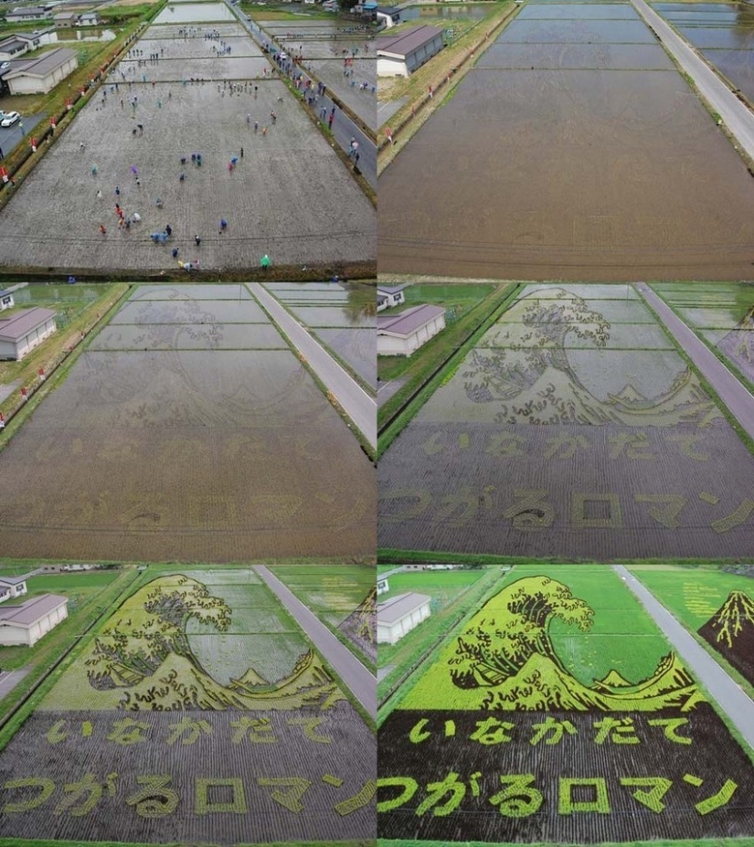 Tambo Art-pinturas increíbles en los campos de arroz de Japón