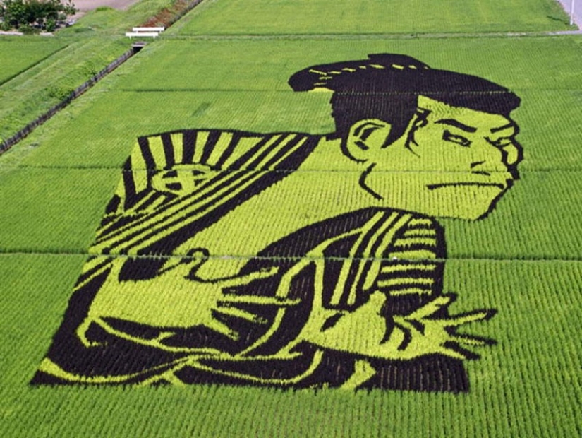 Tambo Art-pinturas increíbles en los campos de arroz de Japón