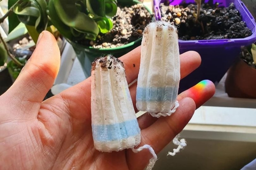 Tampons to pot: a woman shared an unusual life hack for the care of indoor plants