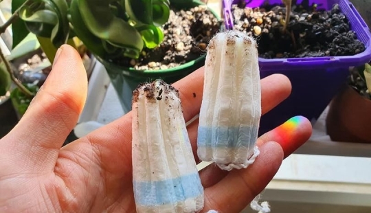 Tampons to pot: a woman shared an unusual life hack for the care of indoor plants