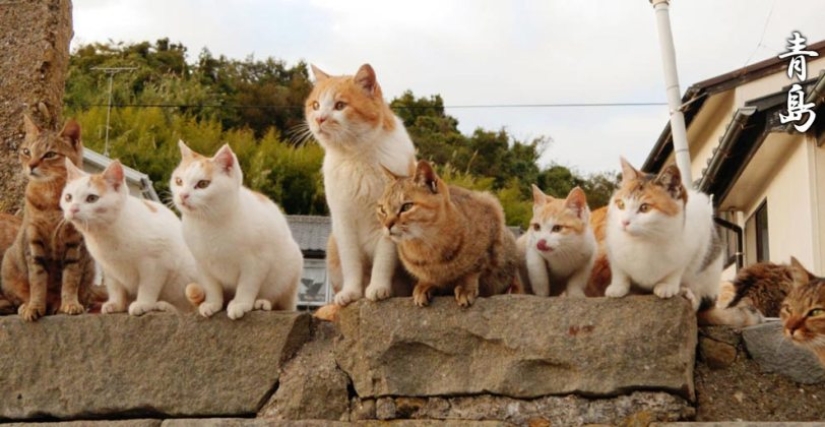 Tashiro-jima Island — how a small piece of land became a cat's paradise