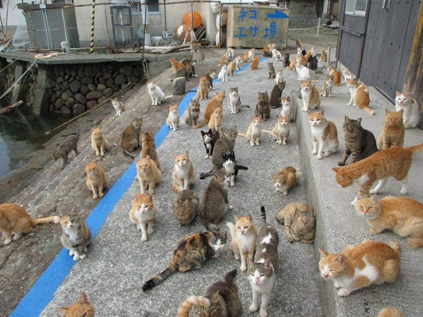 Tashiro-jima Island — how a small piece of land became a cat's paradise