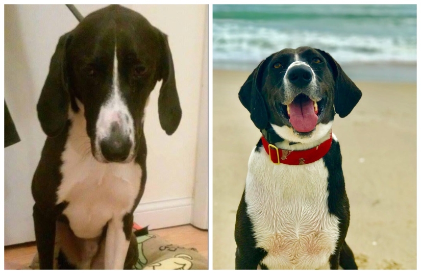 Tears in my eyes: 22 photos of animals before and after they found their home