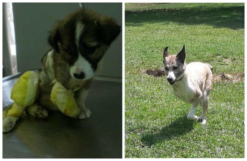 Tears in my eyes: 22 photos of animals before and after they found their home