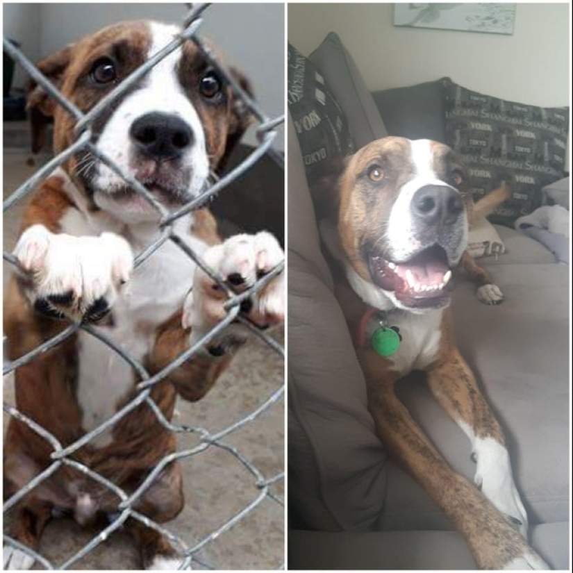 Tears in my eyes: 22 photos of animals before and after they found their home