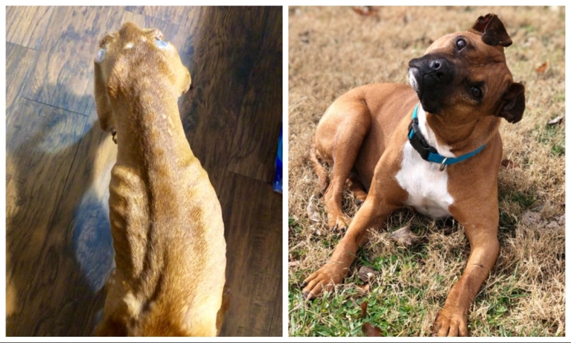 Tears in my eyes: 22 photos of animals before and after they found their home