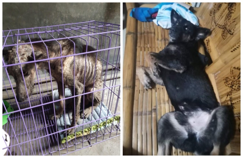 Tears in my eyes: 22 photos of animals before and after they found their home