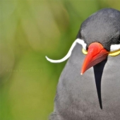 Tern-inca — a bird with a mustache