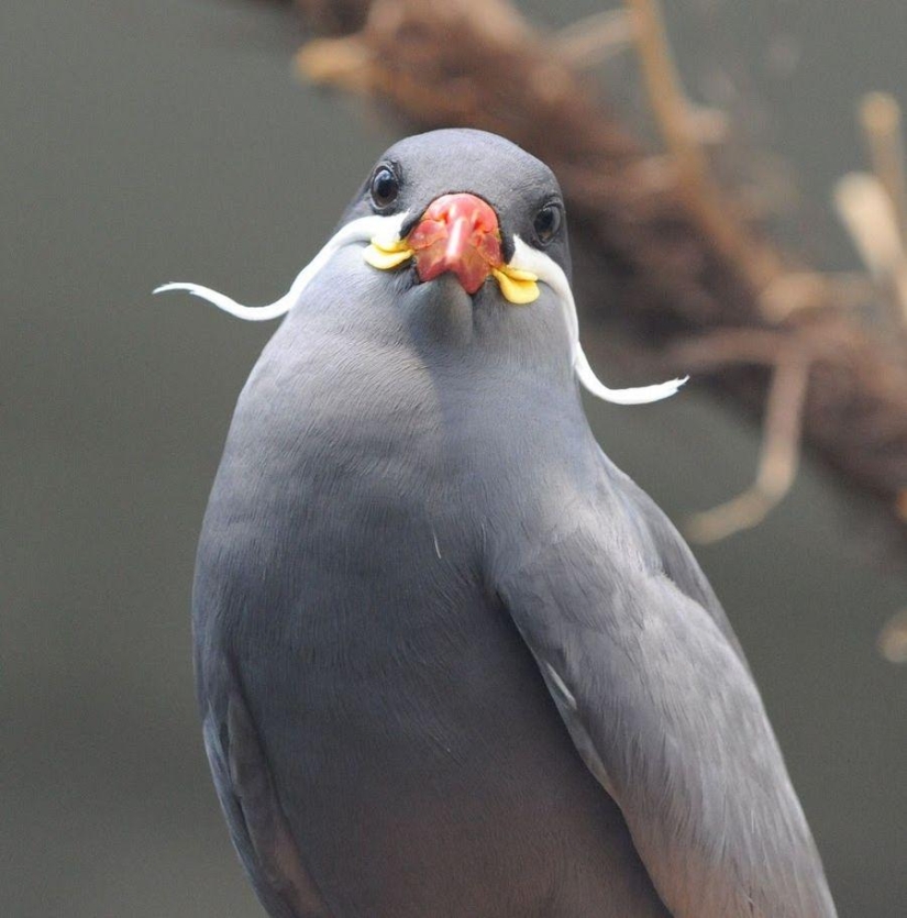 Tern-inca — a bird with a mustache