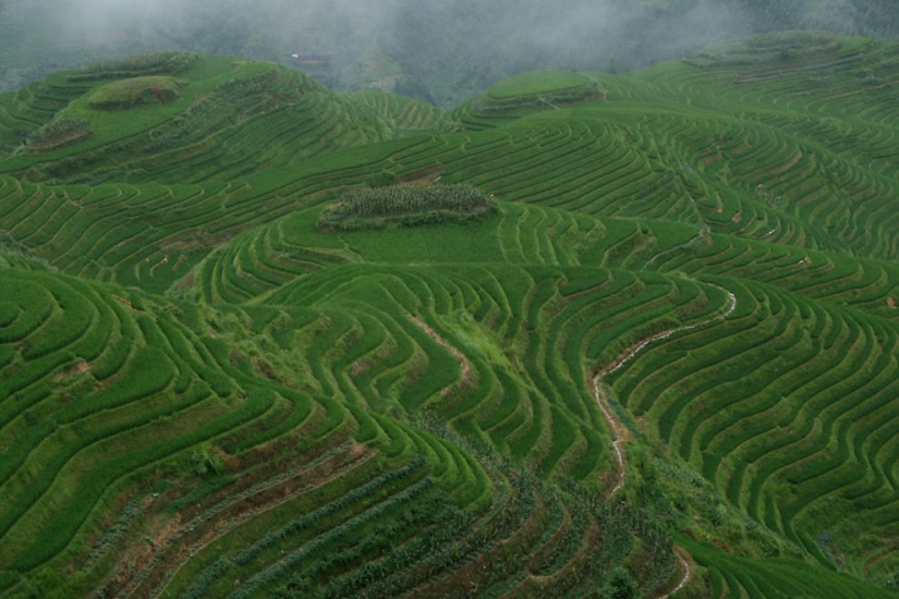 Terrazas de Arroz de Dragon Ridge»