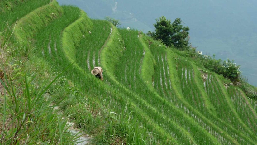 Terrazas de Arroz de Dragon Ridge»