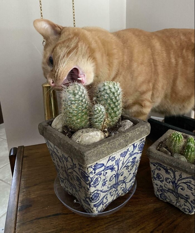 “That’s Just Not Right”: 50 Times Cats Were Acting So Weird, Owners Just Had To Take A Pic