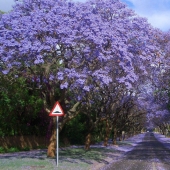 The 10 most beautiful tree tunnels in the world