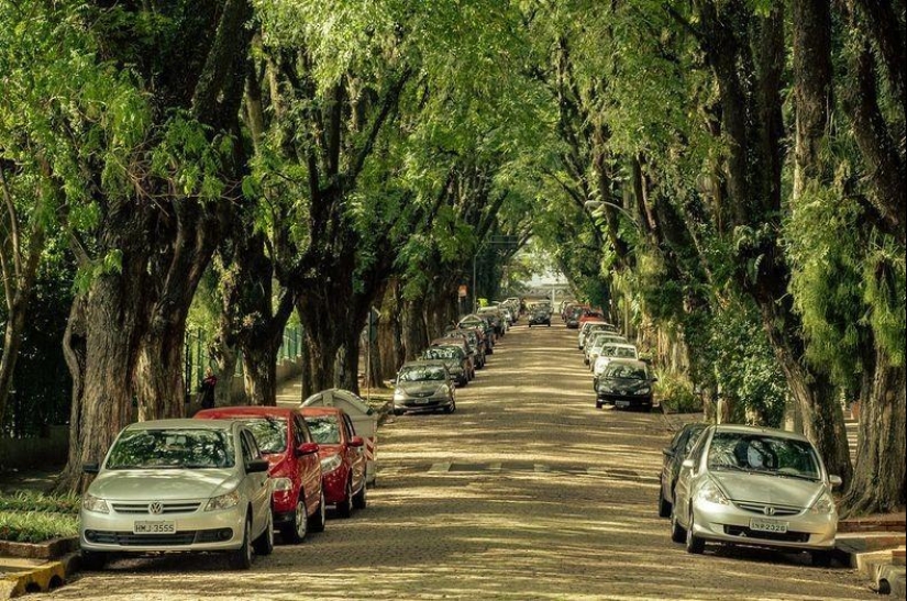 The 10 most beautiful tree tunnels in the world