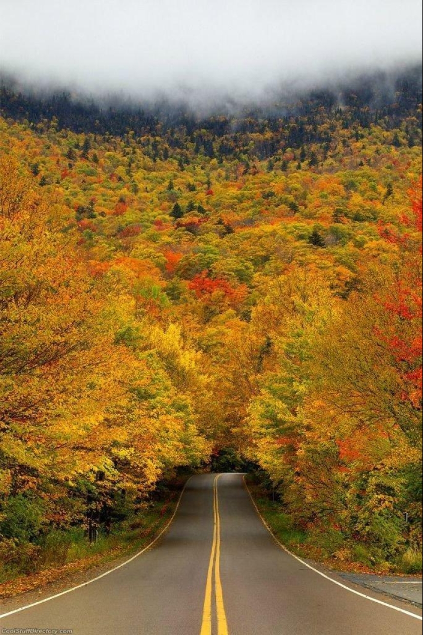 The 10 most beautiful tree tunnels in the world