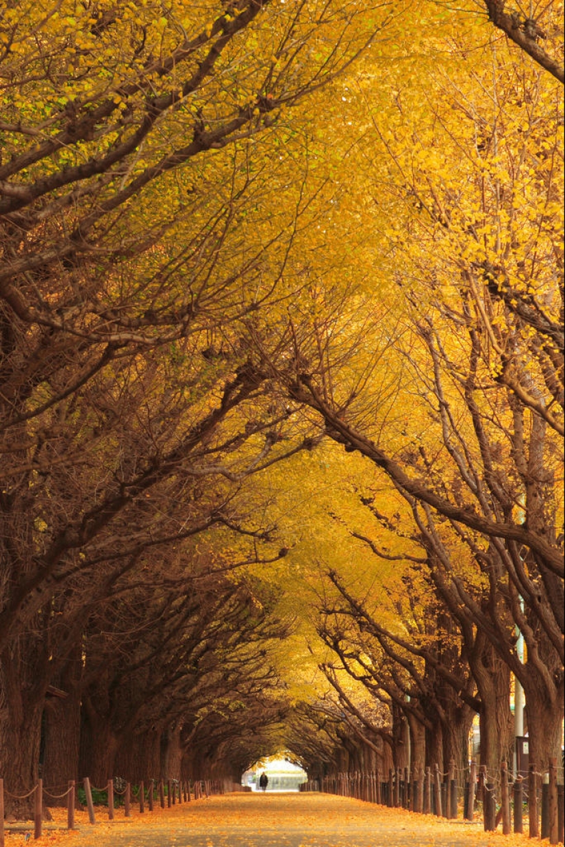 The 10 most beautiful tree tunnels in the world