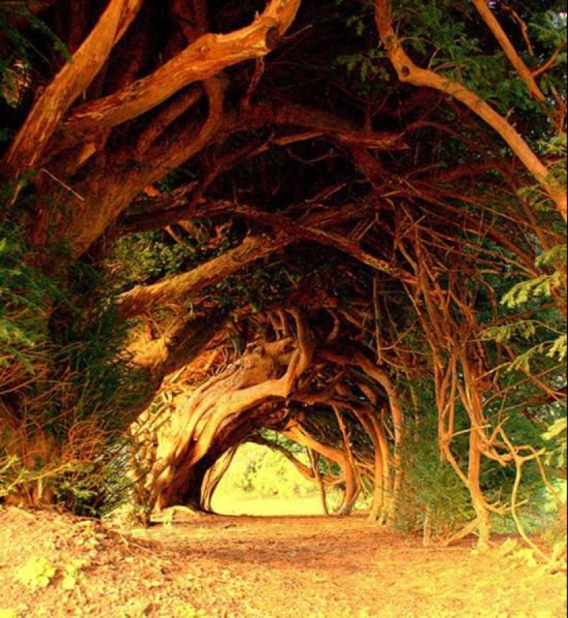 The 10 most beautiful tree tunnels in the world