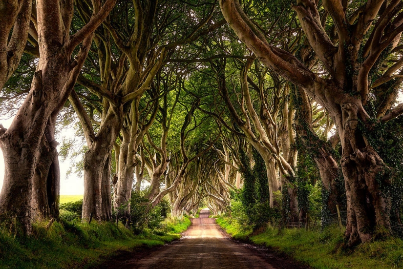 The 10 most beautiful tree tunnels in the world