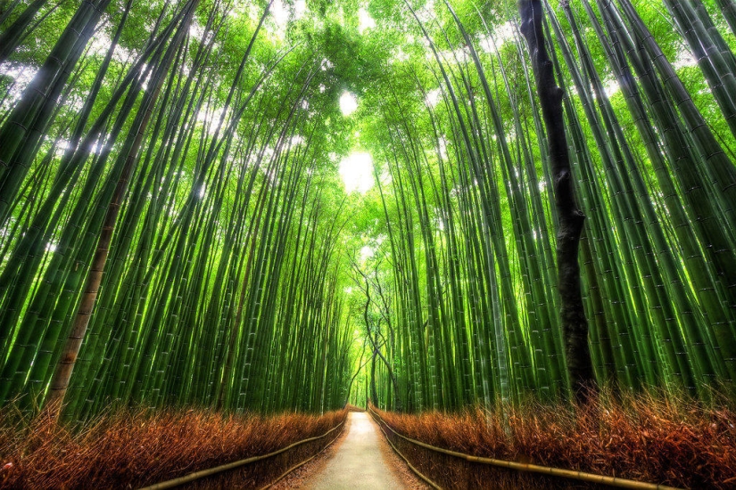 The 10 most beautiful tree tunnels in the world