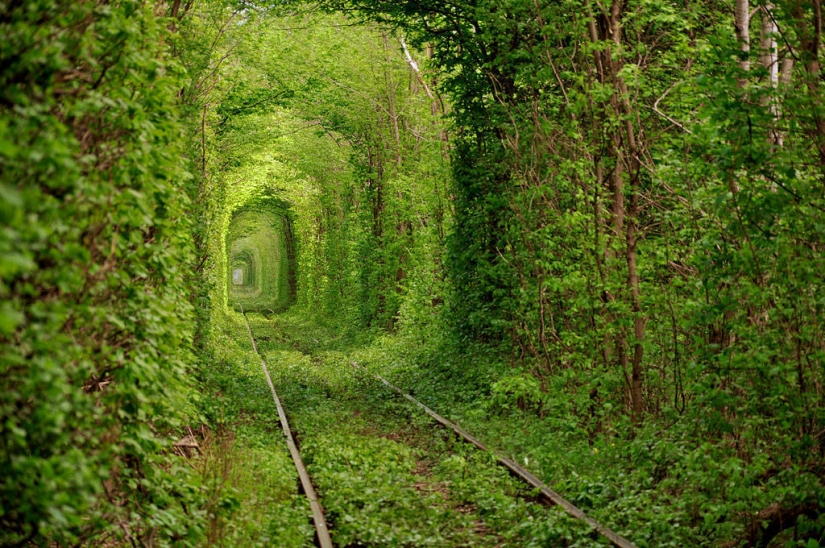 The 10 most beautiful tree tunnels in the world