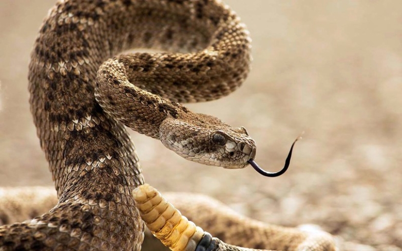 The 10 most common myths about snakes