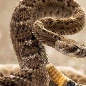 The 10 most common myths about snakes