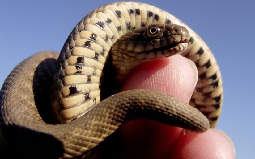 The 10 most common myths about snakes