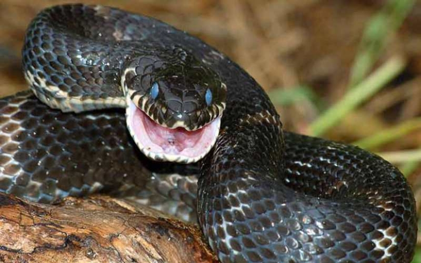 The 10 most common myths about snakes