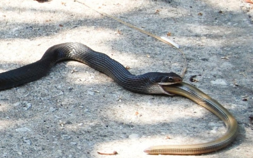 The 10 most common myths about snakes