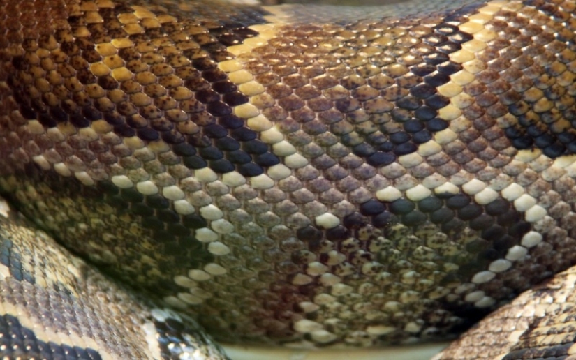 The 10 most common myths about snakes