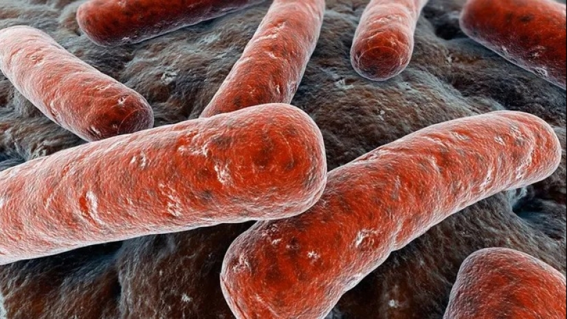 The 10 most dangerous bacteria