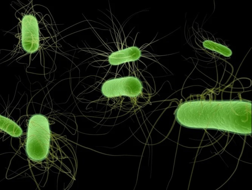 The 10 most dangerous bacteria