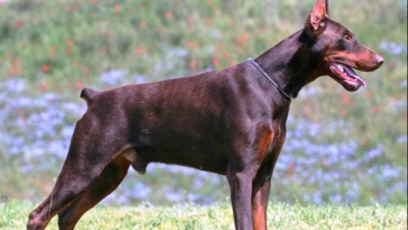 The 25 most dangerous dog breeds