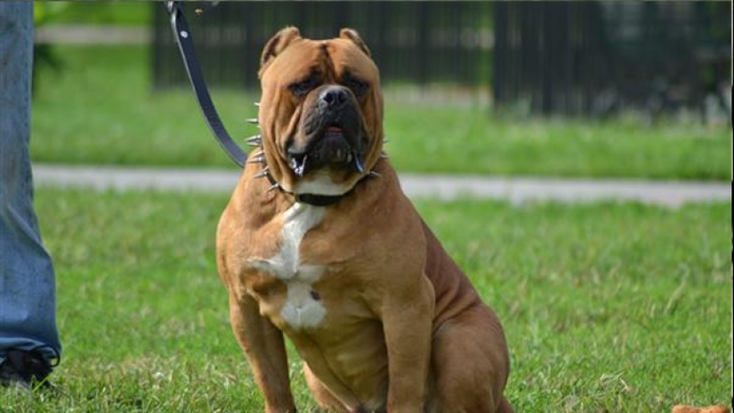 The 25 most dangerous dog breeds