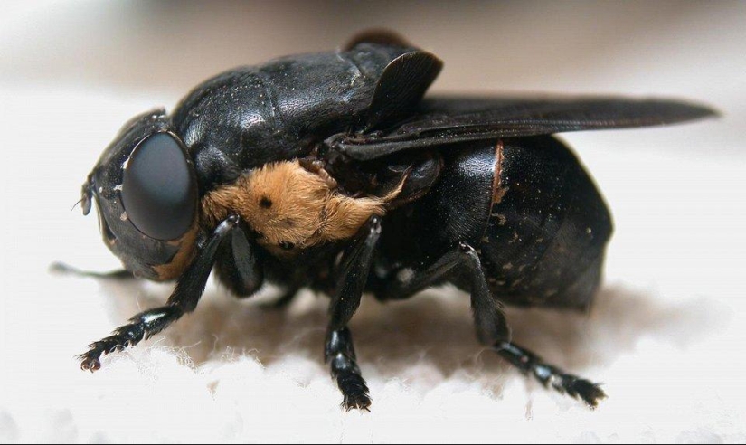 the 25 most dangerous insects on the planet