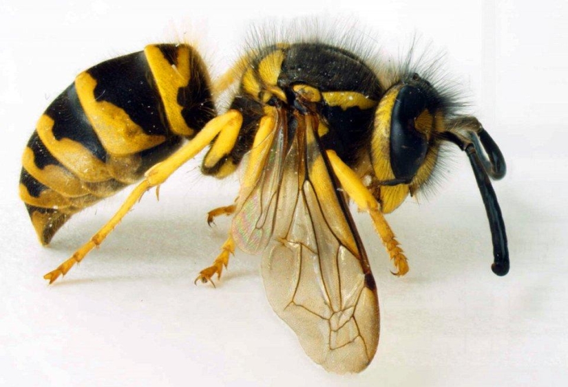 the 25 most dangerous insects on the planet