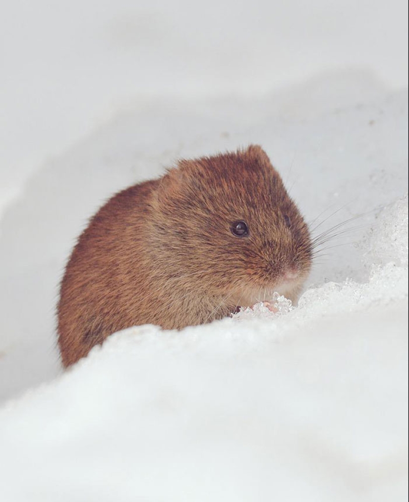 The 7 cutest animals from Hokkaido