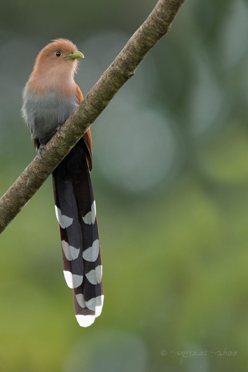 The amazing inhabitants of the tropical forests of Costa Rica in lens Suprita sahoo