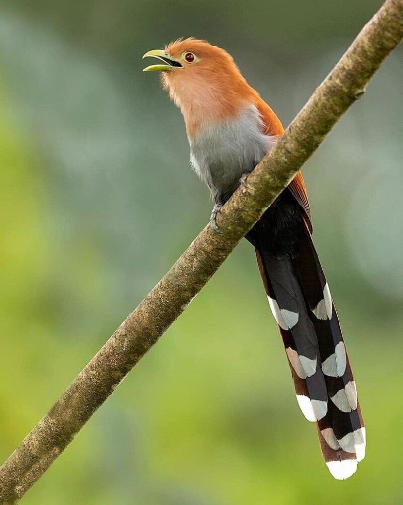 The amazing inhabitants of the tropical forests of Costa Rica in lens Suprita sahoo