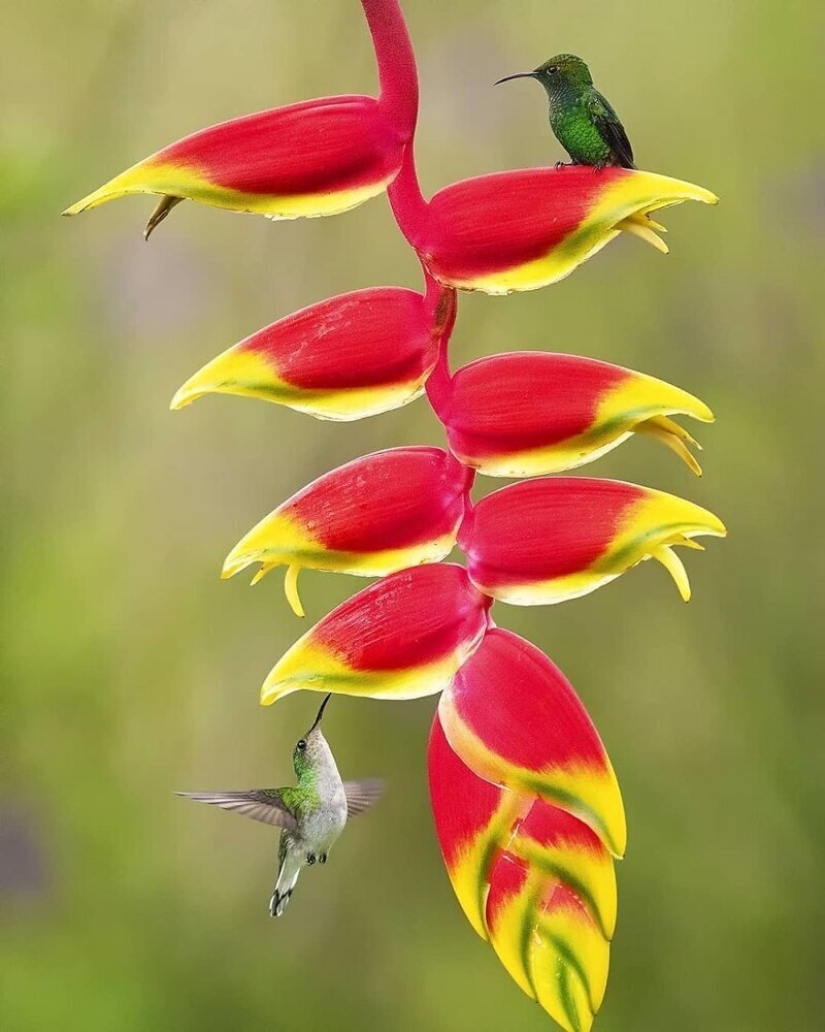 The amazing inhabitants of the tropical forests of Costa Rica in lens Suprita sahoo