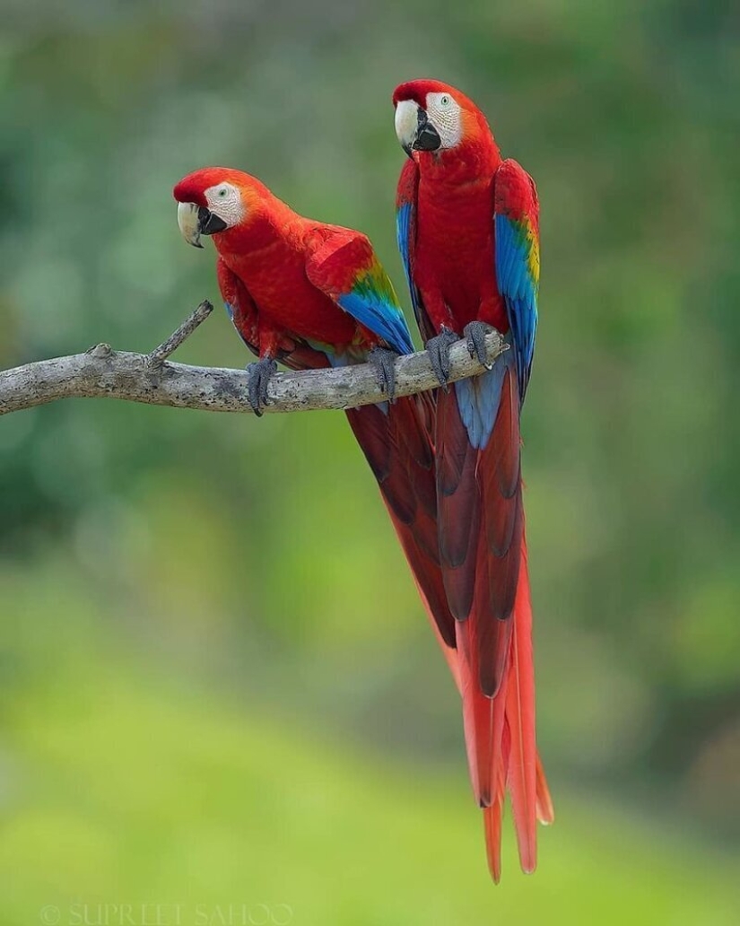 The amazing inhabitants of the tropical forests of Costa Rica in lens Suprita sahoo