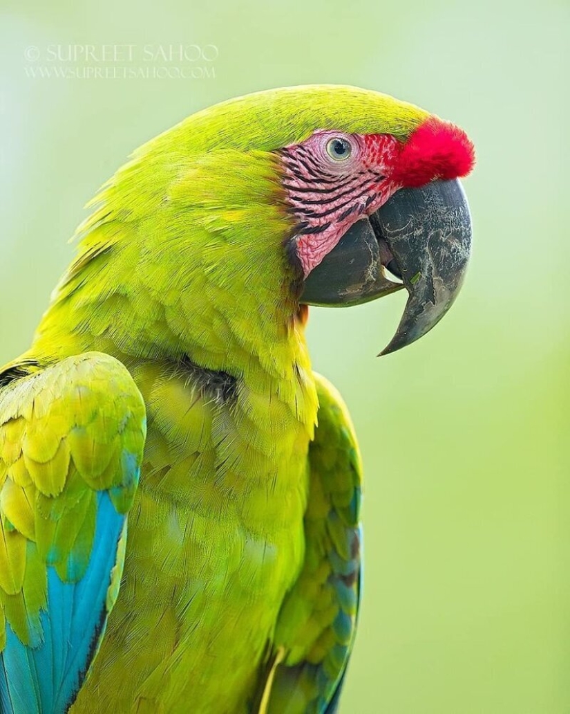 The amazing inhabitants of the tropical forests of Costa Rica in lens Suprita sahoo