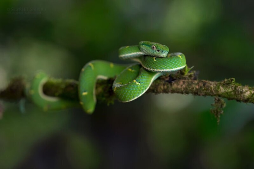 The amazing inhabitants of the tropical forests of Costa Rica in lens Suprita sahoo