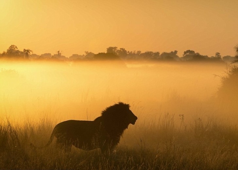 The animal kingdom, as you have not seen it yet: racing, fighting and tenderness