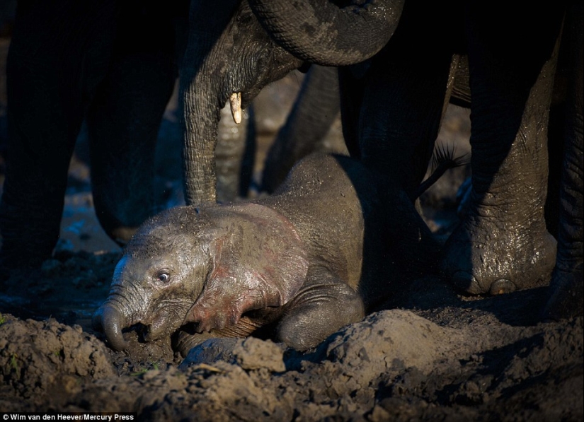 The animal kingdom, as you have not seen it yet: racing, fighting and tenderness