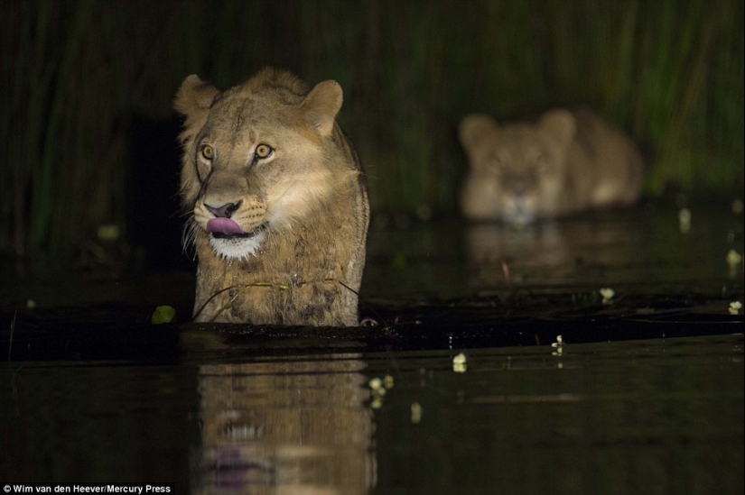 The animal kingdom, as you have not seen it yet: racing, fighting and tenderness